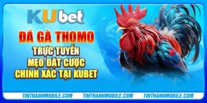 Đá gà Thomo trực tuyến - Mẹo đặt cược chính xác tại Kubet